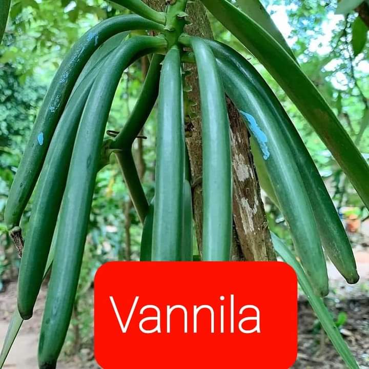 Vannila