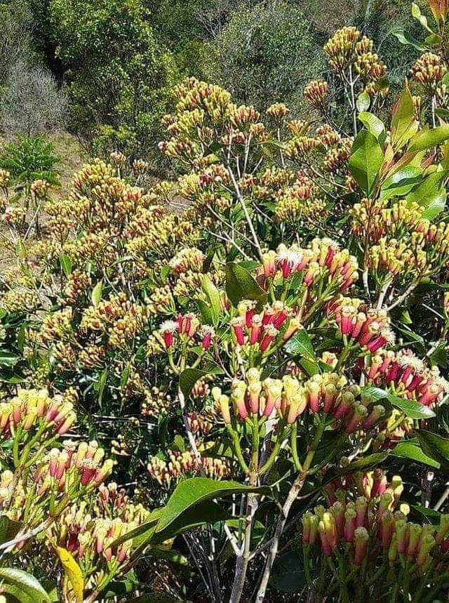 Zanzibar Cloves