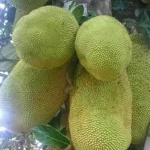 Zanzibar Jackfruit.