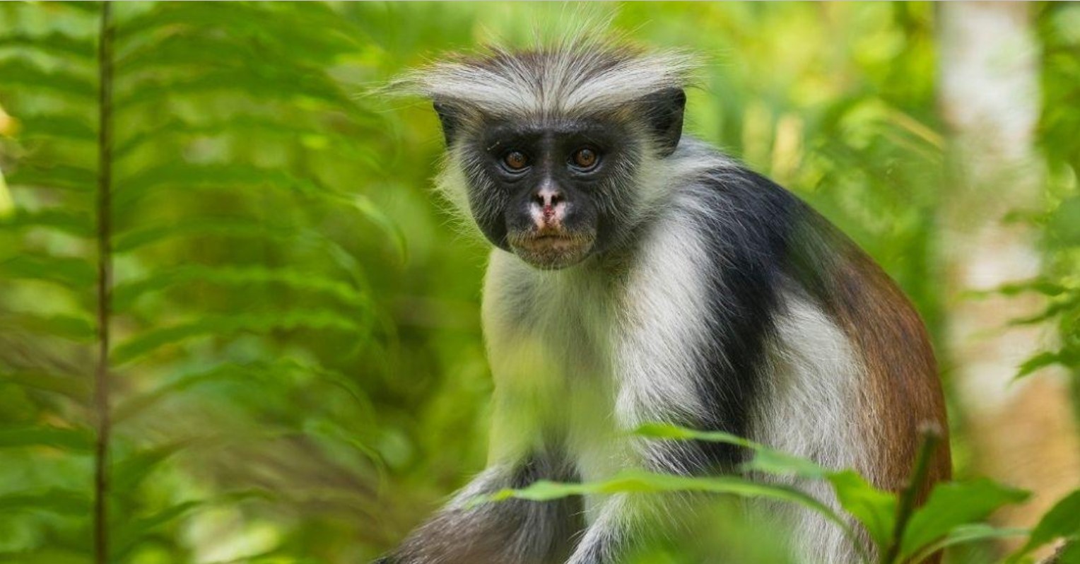 Red Colobus Monkey